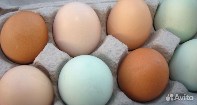 Яйцо домашнее