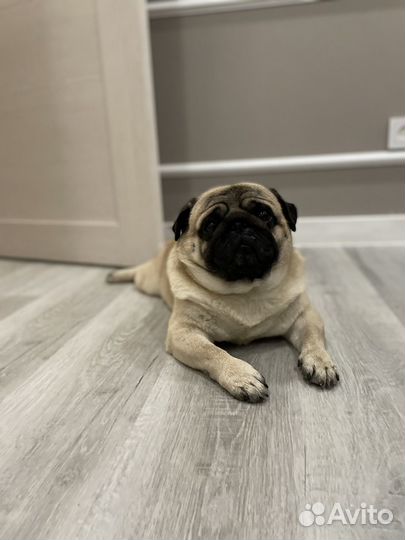 Мопс вязка мальчик