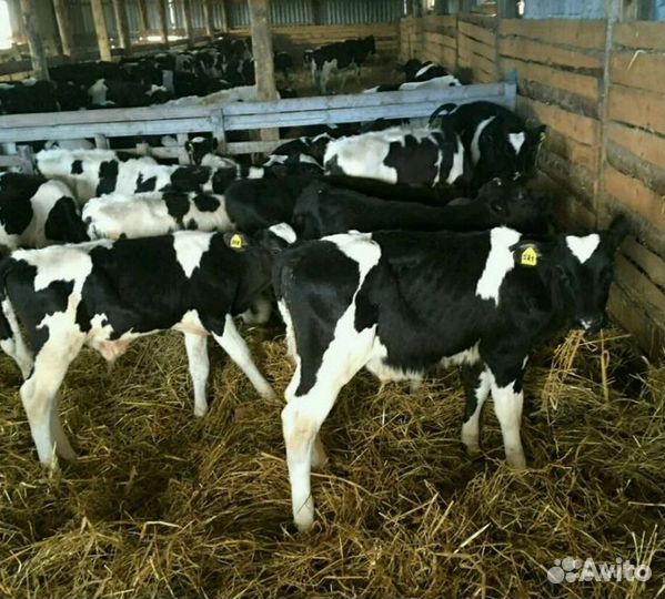 Телята бычки