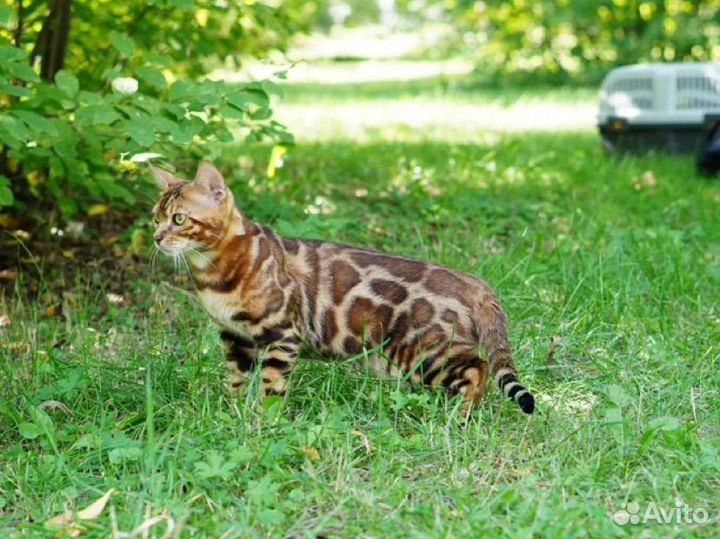 Элитный бенгальский котенок