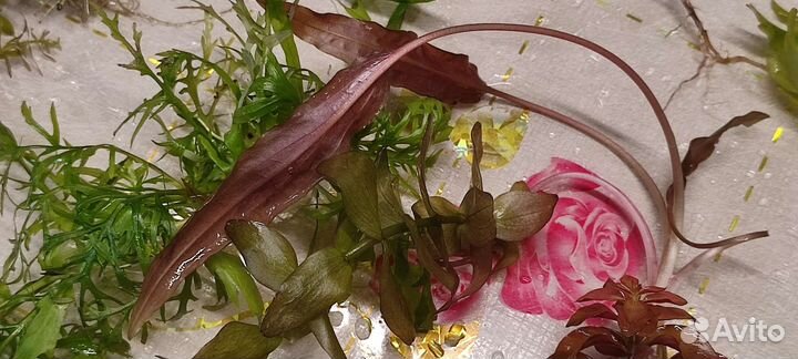 Аквариумные растения