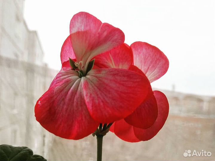 Пеларгонии разных видов и сортов