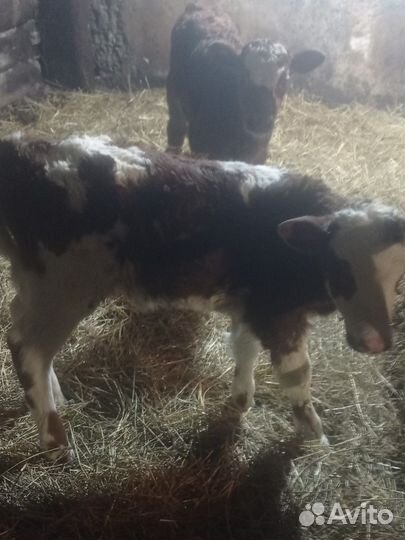 Телята(тёлочки)