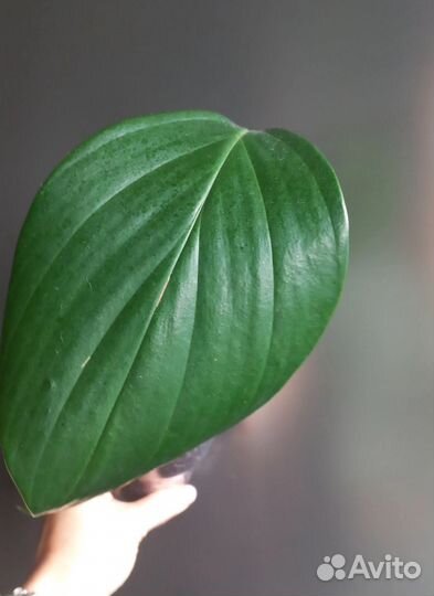 Рафидофора декурсива