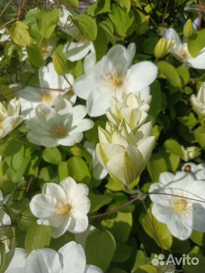 Саженцы клематиса