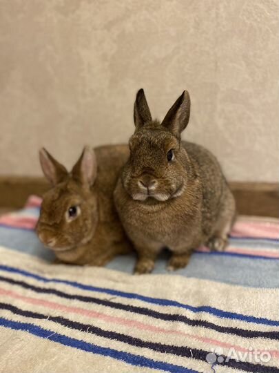 Кролики в добрые руки