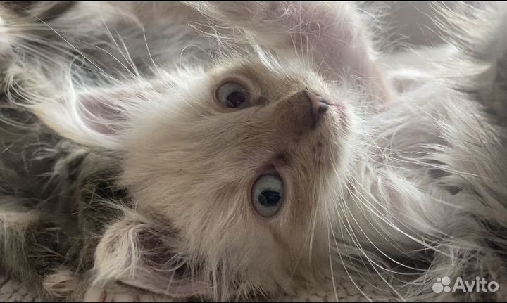 Котята в добрые ручки