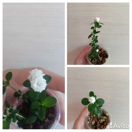 Серисса Фудзии и Тысяча звёзд и др