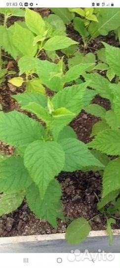 Вишня войлочная, саженцы