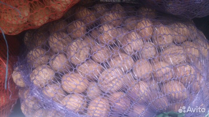 Грецкий орех для посадки 185кг. и др. целей Армави