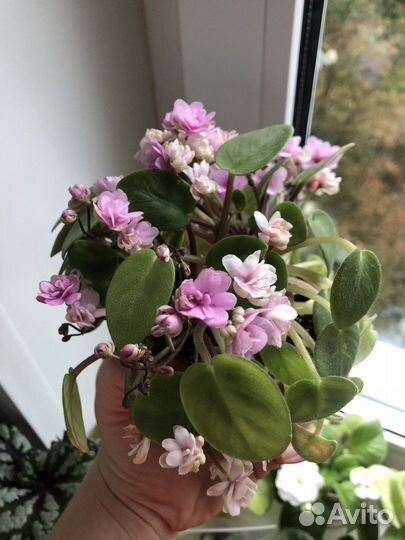 Фиалки-трейлеры, взрослые, свежий срез