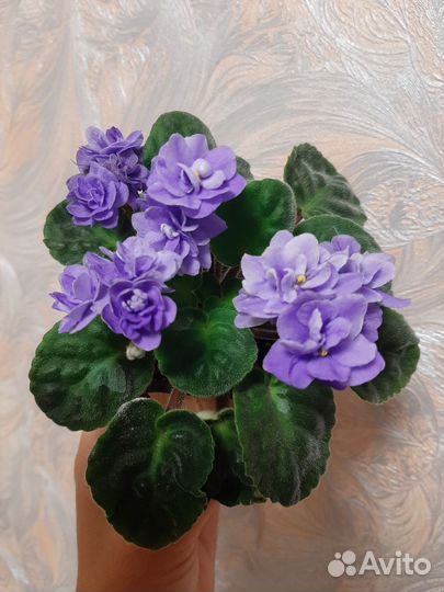 Фиалка цветущая