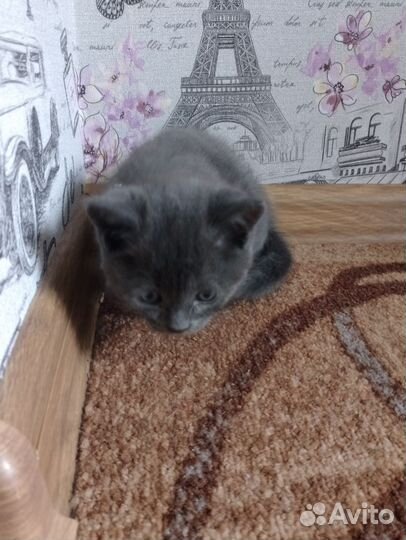 Британская