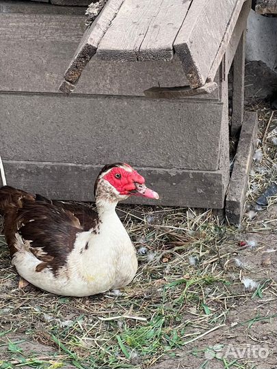 Мускусные утки индоутки индоутята