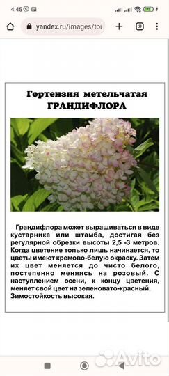 Гортензия метельчатая в ассортименте