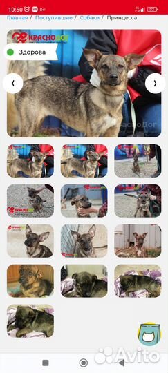 Дора (1год) ищет семью