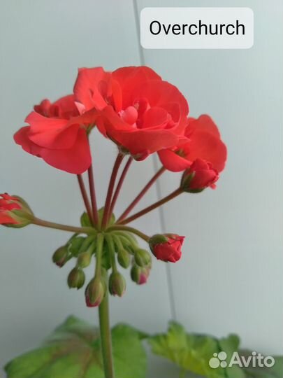 Обменяю или продам пеларгонию