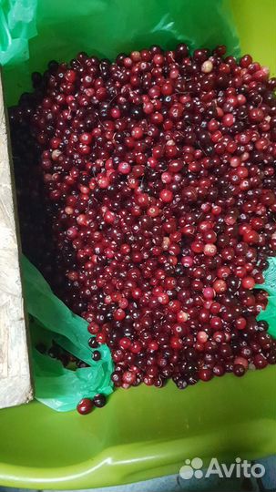 Клюква свежая