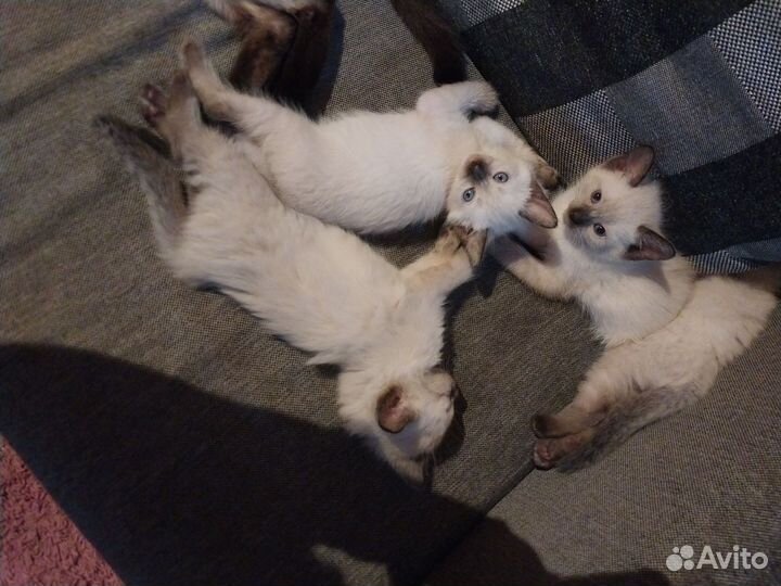 Тайские котята
