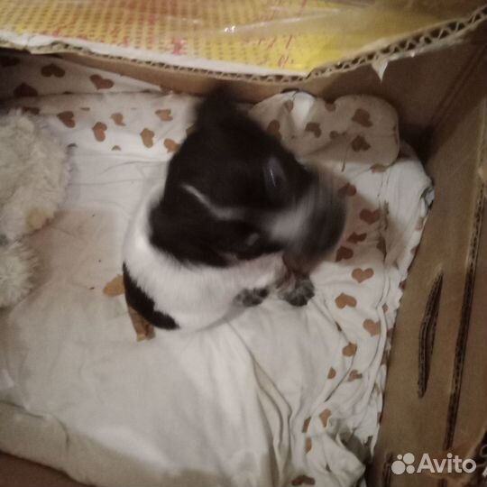 Продам щенка