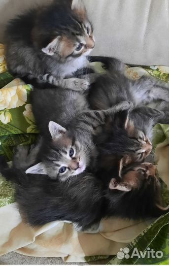 Кошки