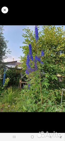 Цветы дельфиниума голубого и колокольчик садового