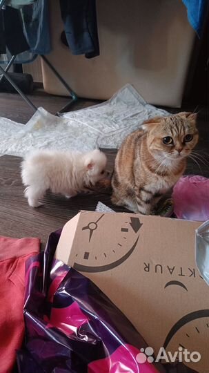 Шотландская вислоухая кошка бесплатно