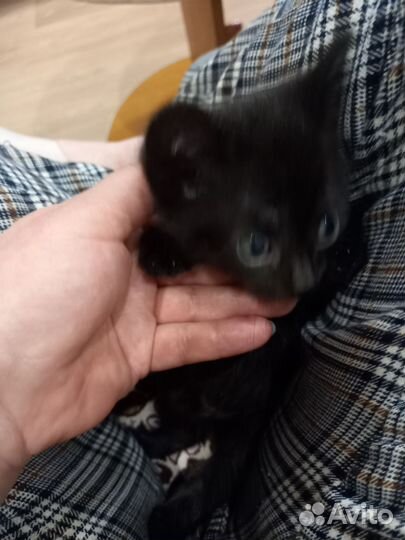 Котята в очень добрые руки