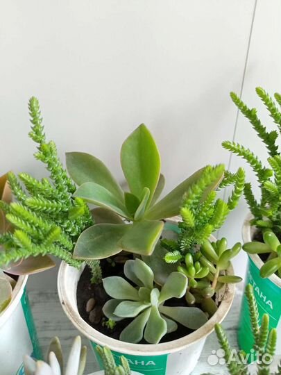 Суккуленты