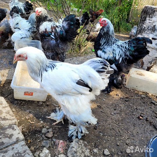 Петухи Брама молодые