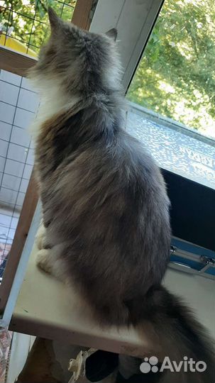 Котик в дар