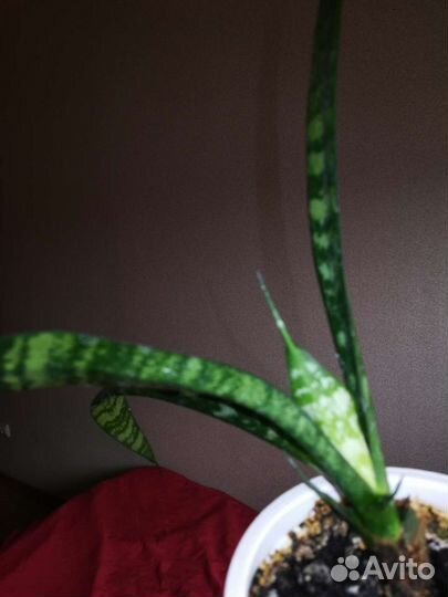 Сансевиерия, (