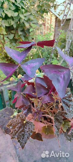 Бегония и Кислица треугольная