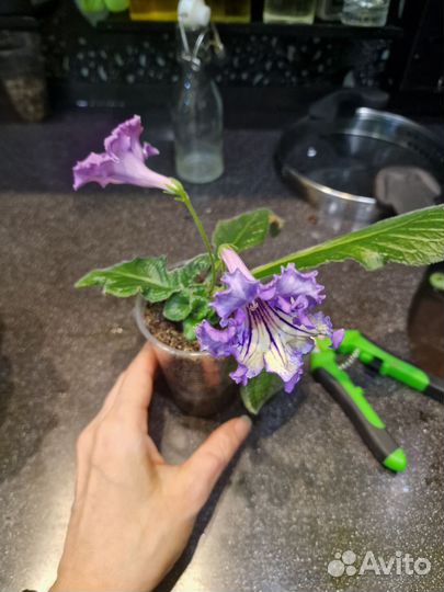 Детки стрептокарпусов