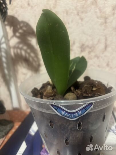 Продам орхидею белую бабочку