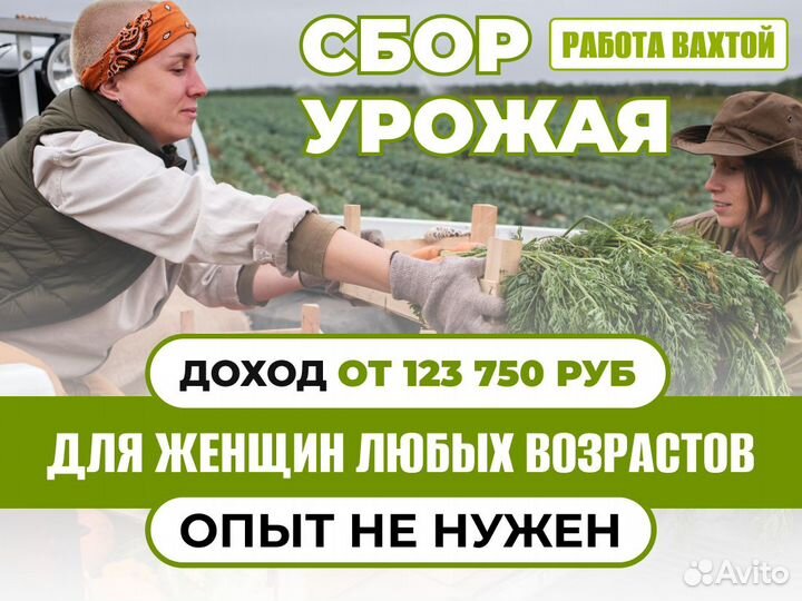 Работа без опыта. Урожай женщины