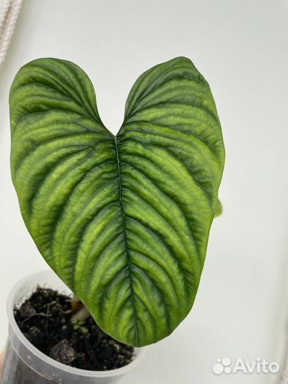 Philodendron furcatum