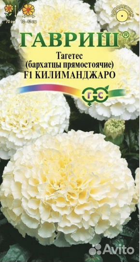 Рассада цветов бархатцы