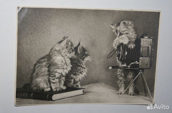 Открытки Котики реклама СССР