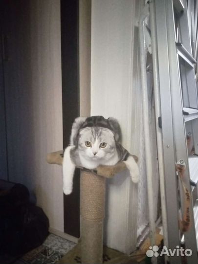 Шотландский кот вязка