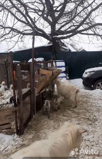 Коза дойная молочная и козлята