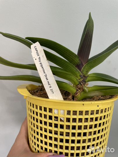 Rhy.gigantea Dark Red
