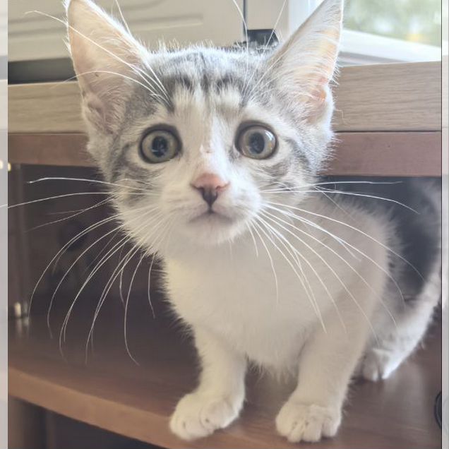 Котёнок в добрые руки