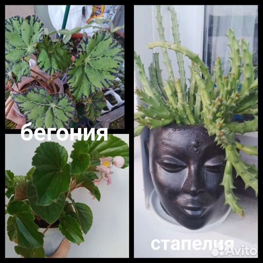 Бегония, хойя