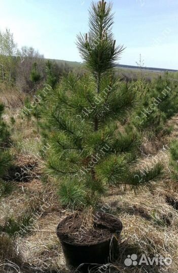 Сибирский кедр экстра класс. Саженцы