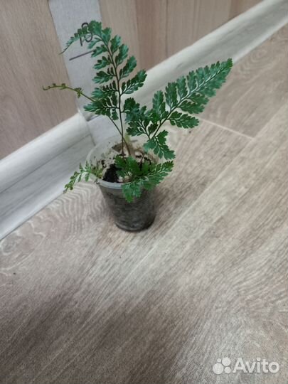 Комнатные растения распродажа