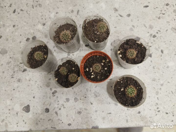 Кактус обыкновенные