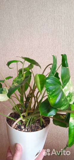 Филодендрон Бурле макс вариегатный