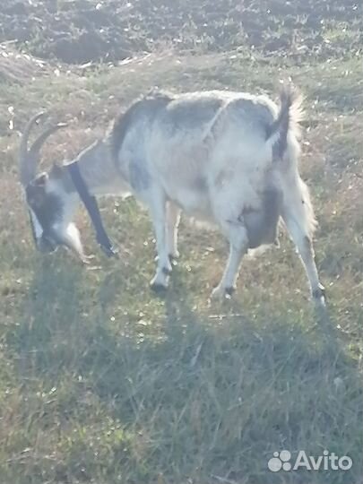 Козел ламанча