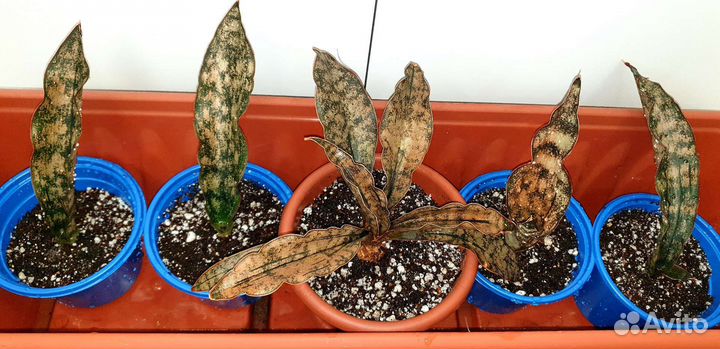 Сансевиерии сортовые